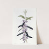 Purple Hovea by Sydenham Edwards