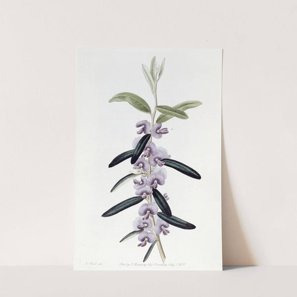 Purple Hovea by Sydenham Edwards