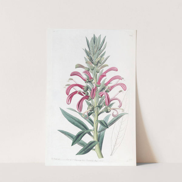 Purple Lobelia by Sydenham Edwards