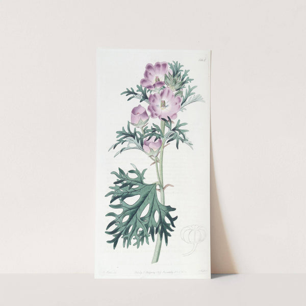 Purple Mallow by Sydenham Edwards