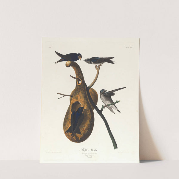 Purple martin by John James Audubon