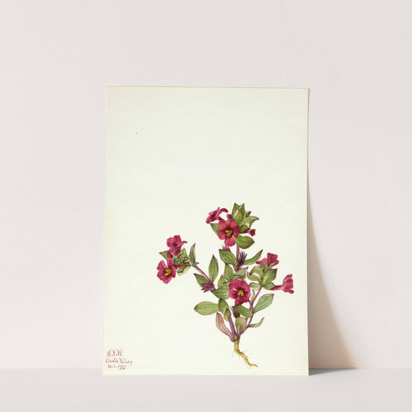 Purple Monkey-Flower (Mimulus bigelovii) (1935) by Mary Vaux Walcott