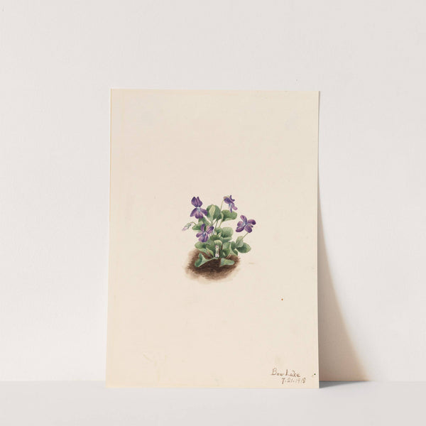 Purple Mountain Violet (Viola adunca) (1918) by Mary Vaux Walcott
