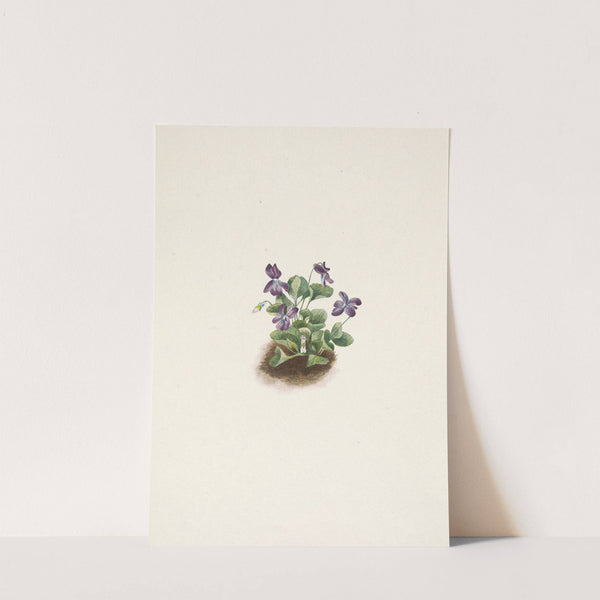Purple Mountain Violet. Viola adunca (1925) by Mary Vaux Walcott