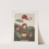 Purple Peach, Peach of Mr. Padley’s and the Violette Hative peach. (1812) by George Brookshaw