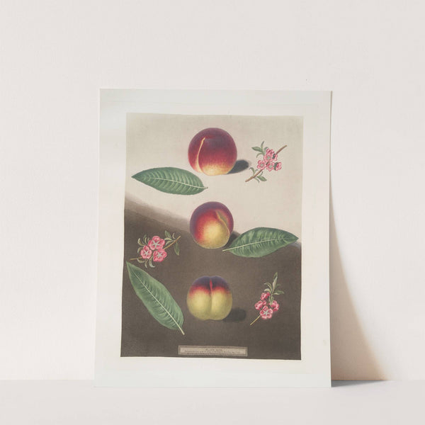 Purple Peach, Peach of Mr. Padley’s and the Violette Hative peach. (1812) by George Brookshaw