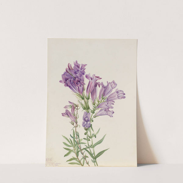 Purple Pentstemon (Pentstemon lyallii) (1923) by Mary Vaux Walcott