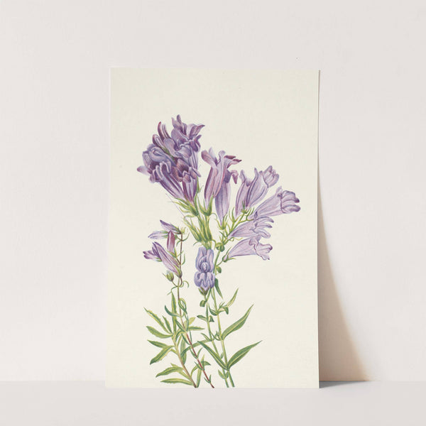 Purple Pentstemon. Pentstemon lyallii (1925) by Mary Vaux Walcott