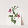 Purple Petunia by Sydenham Edwards