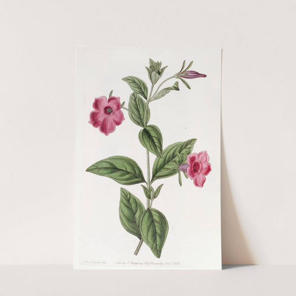 Purple Petunia by Sydenham Edwards