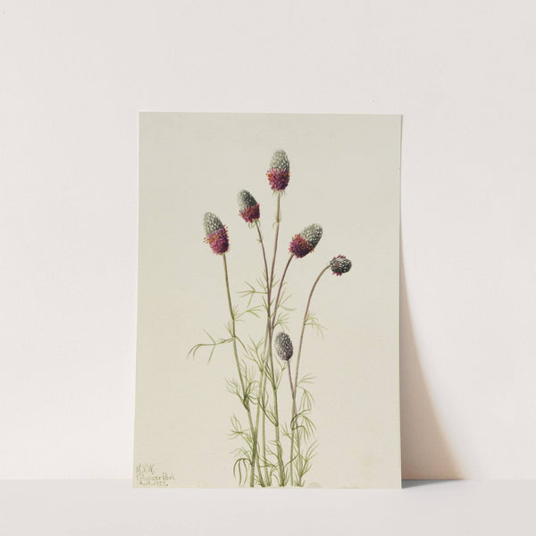 Purple Prairieclover (Petalostemon purpureum) (1927) by Mary Vaux Walcott