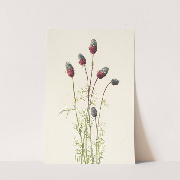 Purple Prairieclover. Petalostemon purpureum (1925) by Mary Vaux Walcott