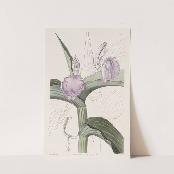 Purple Roscoea (1815-1819) by Sydenham Edwards
