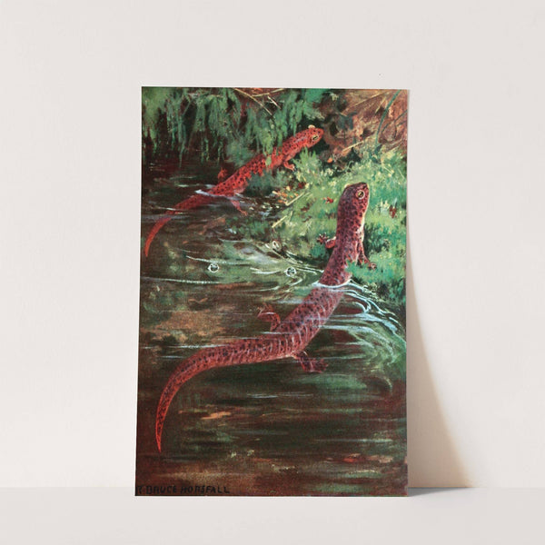 Purple Salamander And Red Salamander by Anonymous