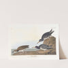 Purple sandpiper by John James Audubon