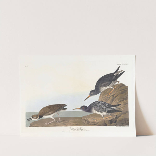 Purple sandpiper by John James Audubon