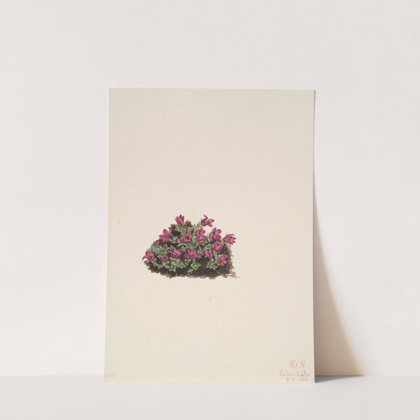 Purple Saxifrage (Saxifraga oppositifolia) (1924) by Mary Vaux Walcott