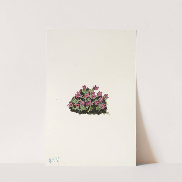 Purple Saxifrage. (Saxifraga oppositifolia) (1925) by Mary Vaux Walcott