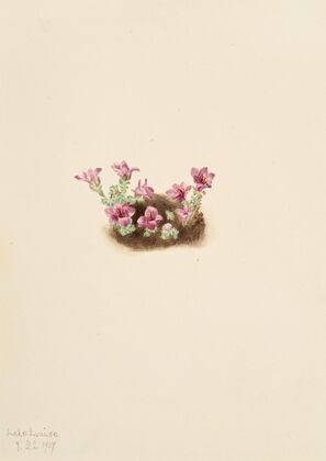 Crane-Fly Orchis (Tipularia uniflora) (1920)