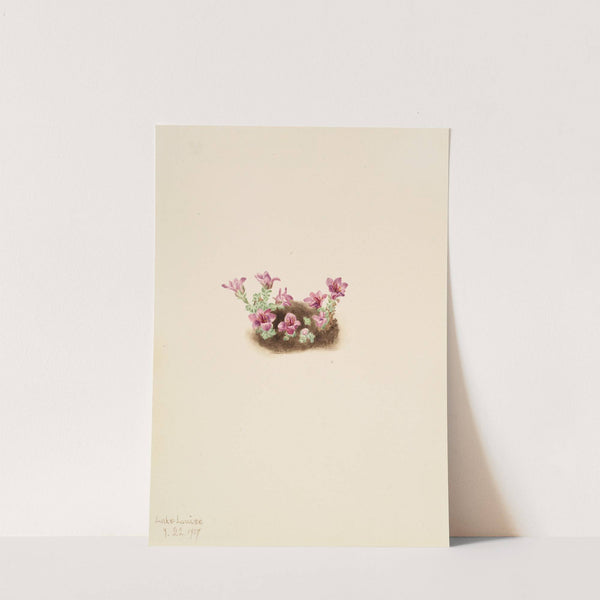 Purple Saxifrage (Saxifrage oppositifolia) (1907) by Mary Vaux Walcott