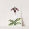 Purple-stained Lady’s Slipper (1815-1819) by Sydenham Edwards