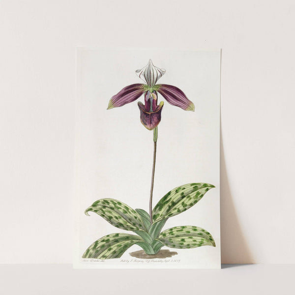 Purple-stained Lady’s Slipper (1815-1819) by Sydenham Edwards