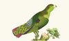 PURPLE-TAILED PARRAKEET