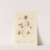 Purple trefoil by Elizabeth Blackwell