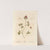 Purple trefoil by Elizabeth Blackwell