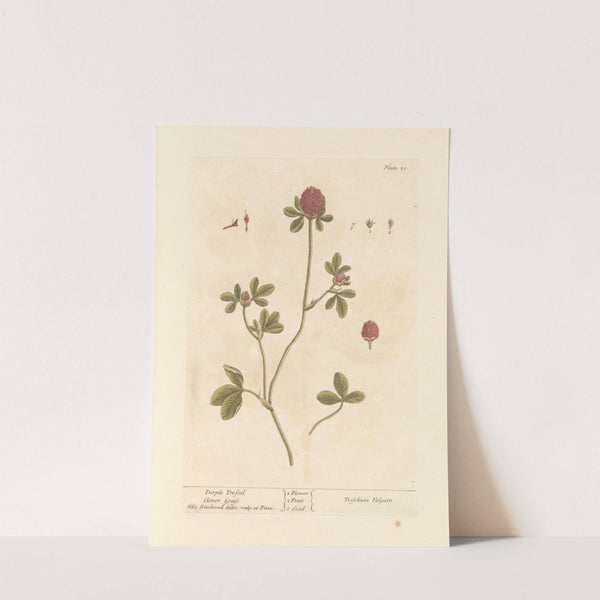 Purple trefoil by Elizabeth Blackwell