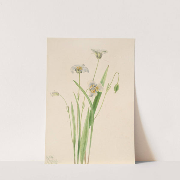 Pussy-ears (Calochortus elegans) (1923) by Mary Vaux Walcott