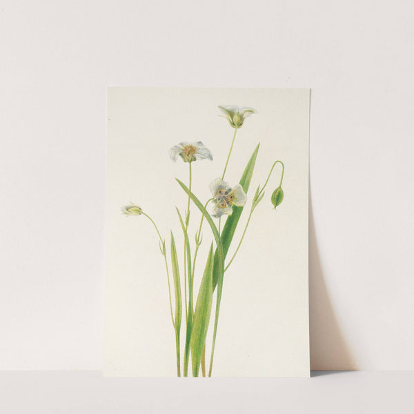 Pussy-ears. (Calochortus elegans) (1925) by Mary Vaux Walcott