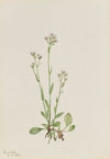 Pussy-Toes (Antennaria racemosa) (1918)