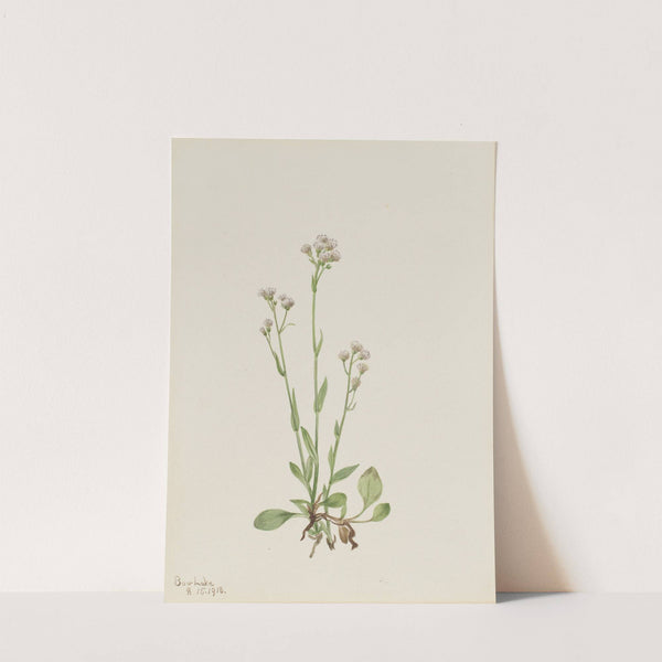 Pussy-Toes (Antennaria racemosa) (1918) by Mary Vaux Walcott