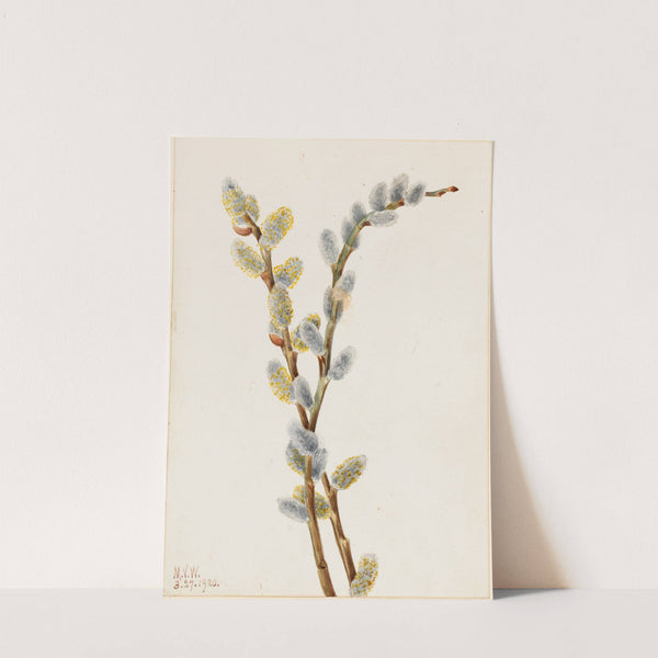 Pussy Willow (Salix discolor) (1920) by Mary Vaux Walcott