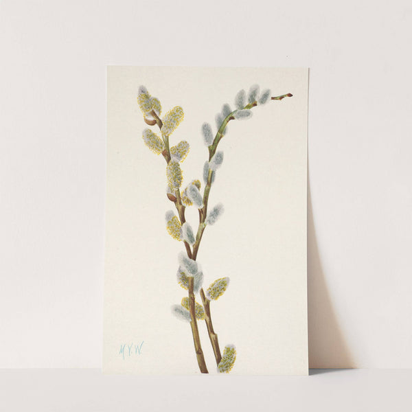 Pussy Willow. Salix discolor (1925) by Mary Vaux Walcott