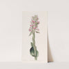 Pustular Satyrium (1815-1819) by Sydenham Edwards
