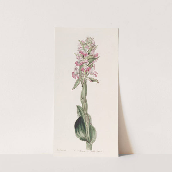 Pustular Satyrium (1815-1819) by Sydenham Edwards