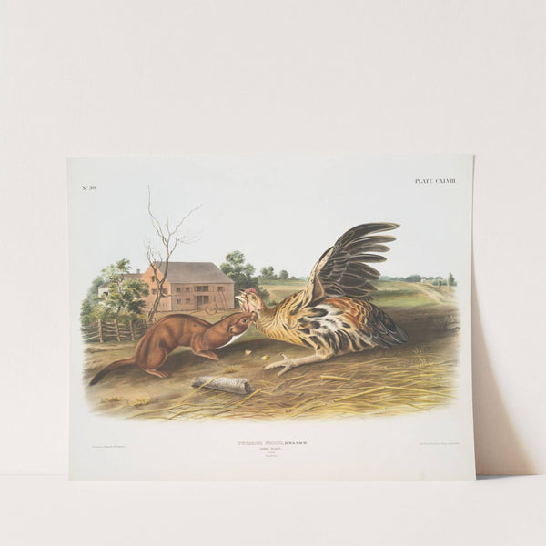 Putorius fuscus, Tawny Weasel. Male. Natural size. (1845-1848) by John Woodhouse Audubon