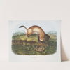 Putorius nigripes, Black-footed Ferret. (Natural size.) (1845-1848) by John Woodhouse Audubon