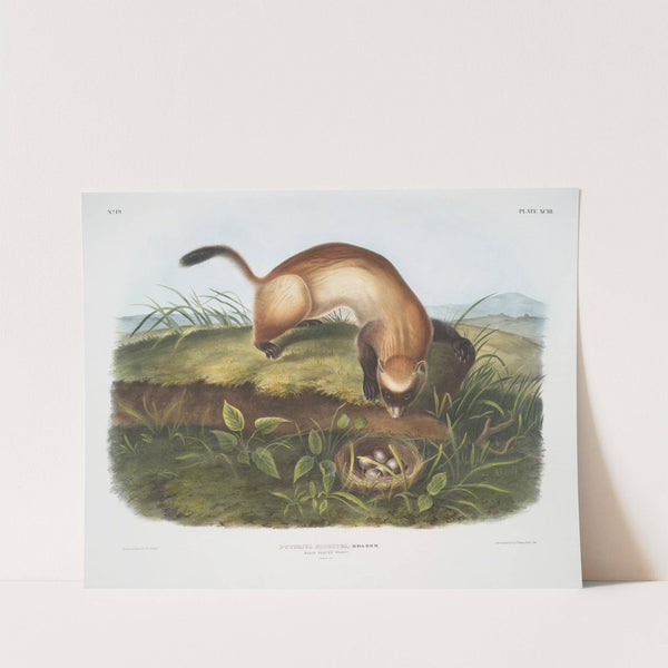 Putorius nigripes, Black-footed Ferret. (Natural size.) (1845-1848) by John Woodhouse Audubon