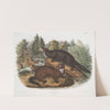 Putorius vison, Mink. Natural size. Male & female. (1845-1848) by John Woodhouse Audubon