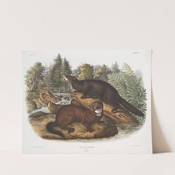 Putorius vison, Mink. Natural size. Male & female. (1845-1848) by John Woodhouse Audubon