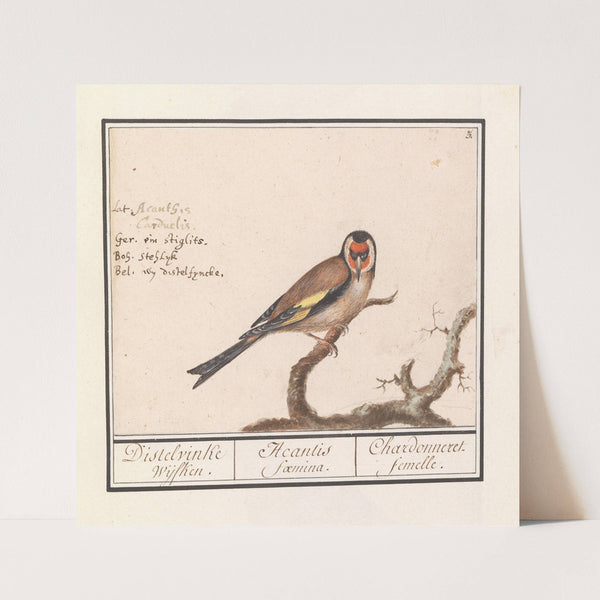Putter of distelvink (Carduelis carduelis) (1596-1610) by Anselmus Boëtius de Boodt