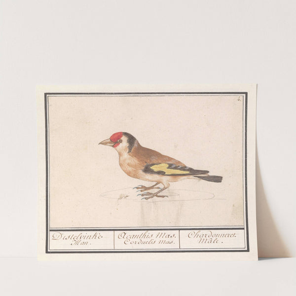 Putter of distelvink (Carduelis carduelis). (1596-1610) by Anselmus Boëtius de Boodt