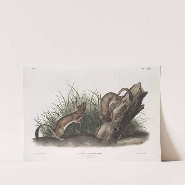 Puttorius ermninea, White Weasel, Stoat. Natural size. 1. Male, 2. Female. (1845-1848) by John Woodhouse Audubon