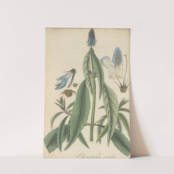 Pycnostachys coerulea by William Jackson Hooker