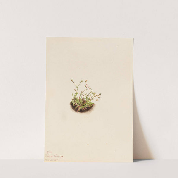 Pygmy Androsace (Androsace subumbellata) (1921) by Mary Vaux Walcott