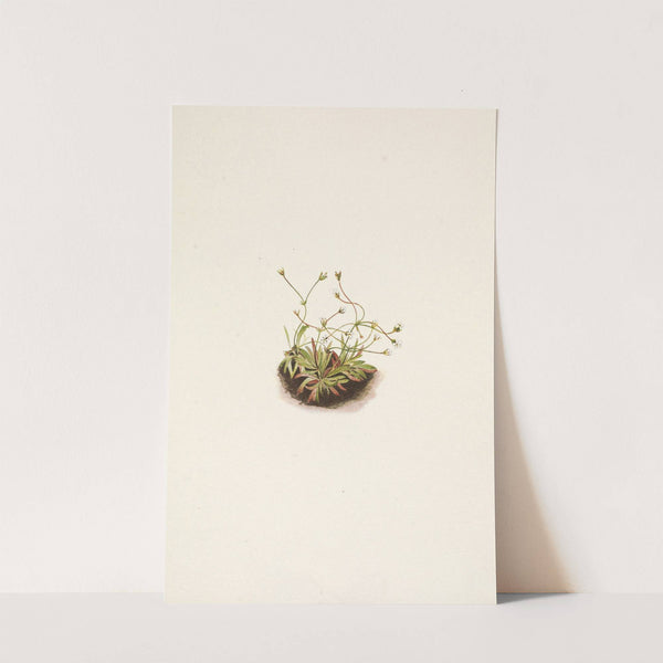 Pygmy Androsace. Androsace subumbellata (1925) by Mary Vaux Walcott