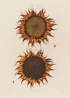 Ripe Sunflower (1799–1810)